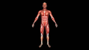 The Human Normal Body Muscle Animation. Loop. Alpha Matte